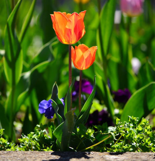 Tulipa sp.			(Lale)