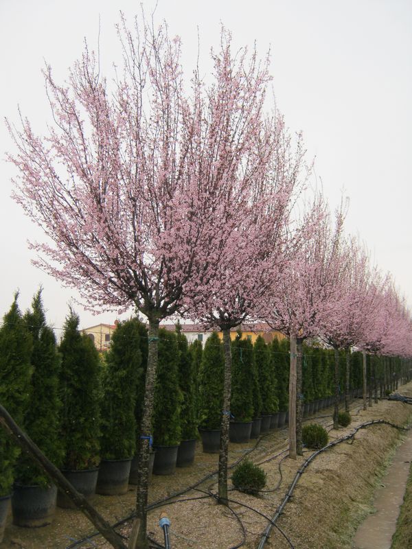 Prunus cerasifera pissardii nigra	(Süs Eriği)