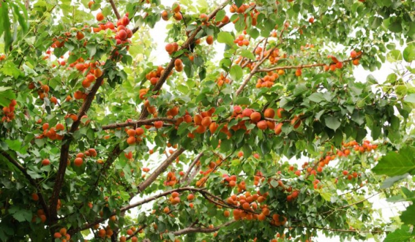 Prunus armeniaca                	(Kayısı)