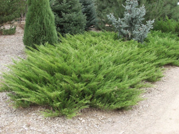 Juniperus sabina			(Sabin Ardıcı)