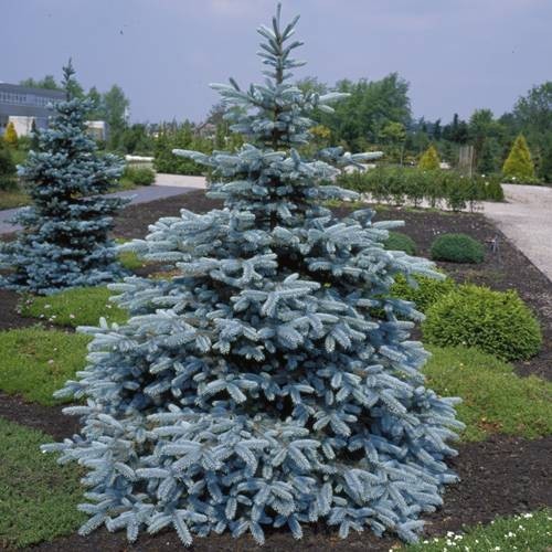 Picea pungens 'Hoopsii' ( Aşılı Mavi Ladin )