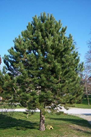Pinus nigra (Karaçam)