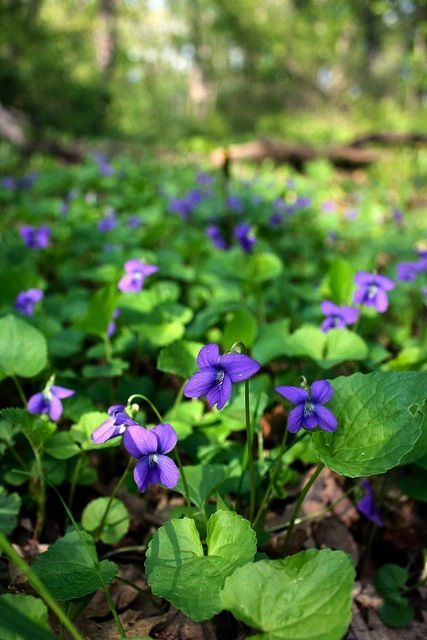 Viola odorata		(Menekşe)