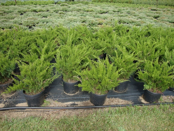 Juniperus chinensis			(Çin Ardıcı)