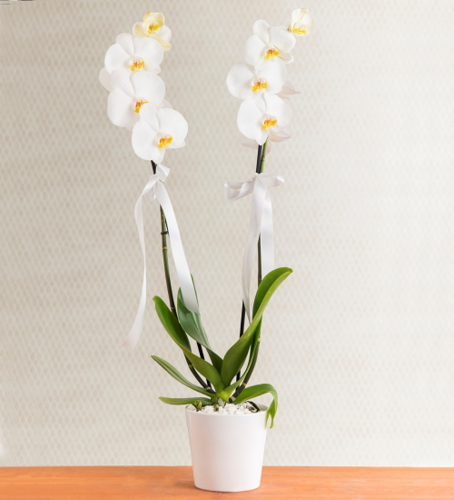 Phalaenopsis sanderiana	(Orkide)