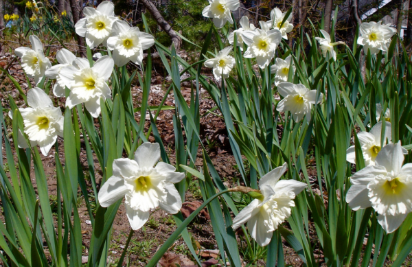 Narcissus sp.		(Nergis)