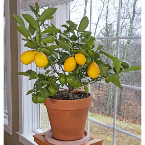 Citrus limon		(Limon)