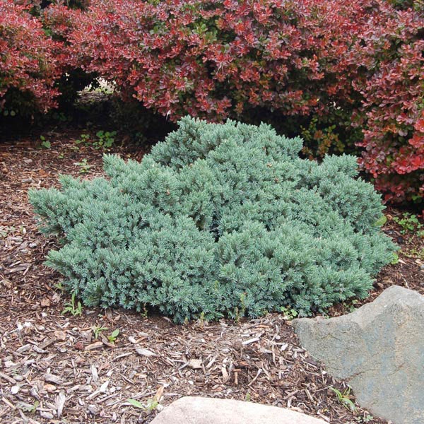 Juniperus squamata blue carpet		(Yayılıcı Mavi Ardıç)