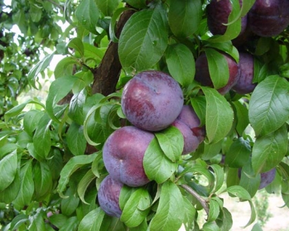 Prunus domestica                	(Erik)
