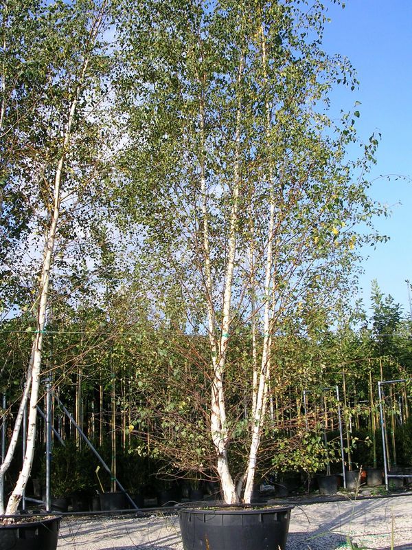 Betula alba	                        (Huş)