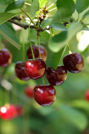 Prunus avium	                        (Kiraz)